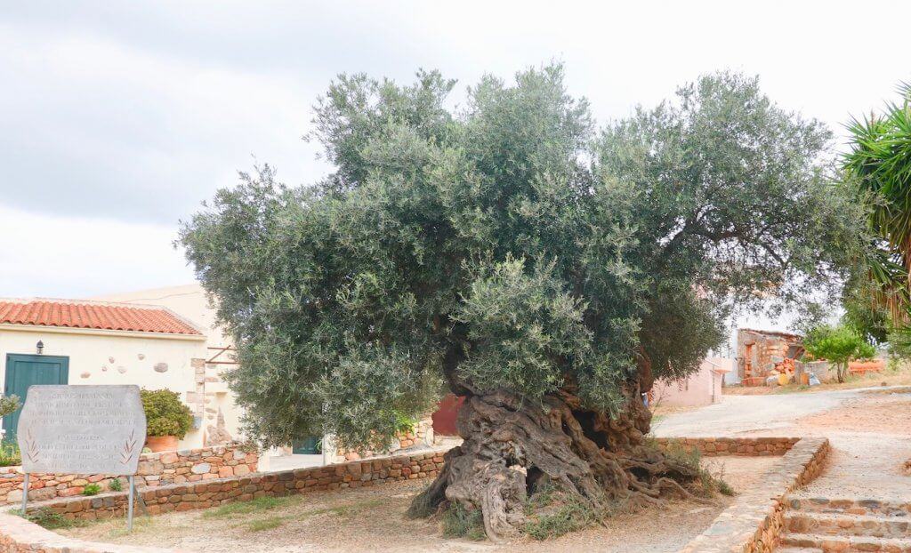 A picture of the world's oldest olive tree in Crete, Greece.