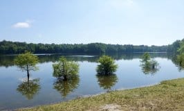 Trap Pond State Park: Beyond the Beaches in Delaware - Travel with Lolly