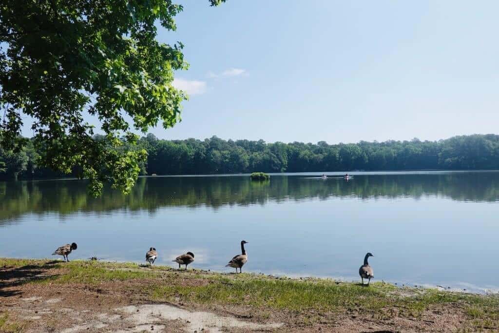 Trap Pond State Park: Beyond the Beaches in Delaware - Travel with Lolly