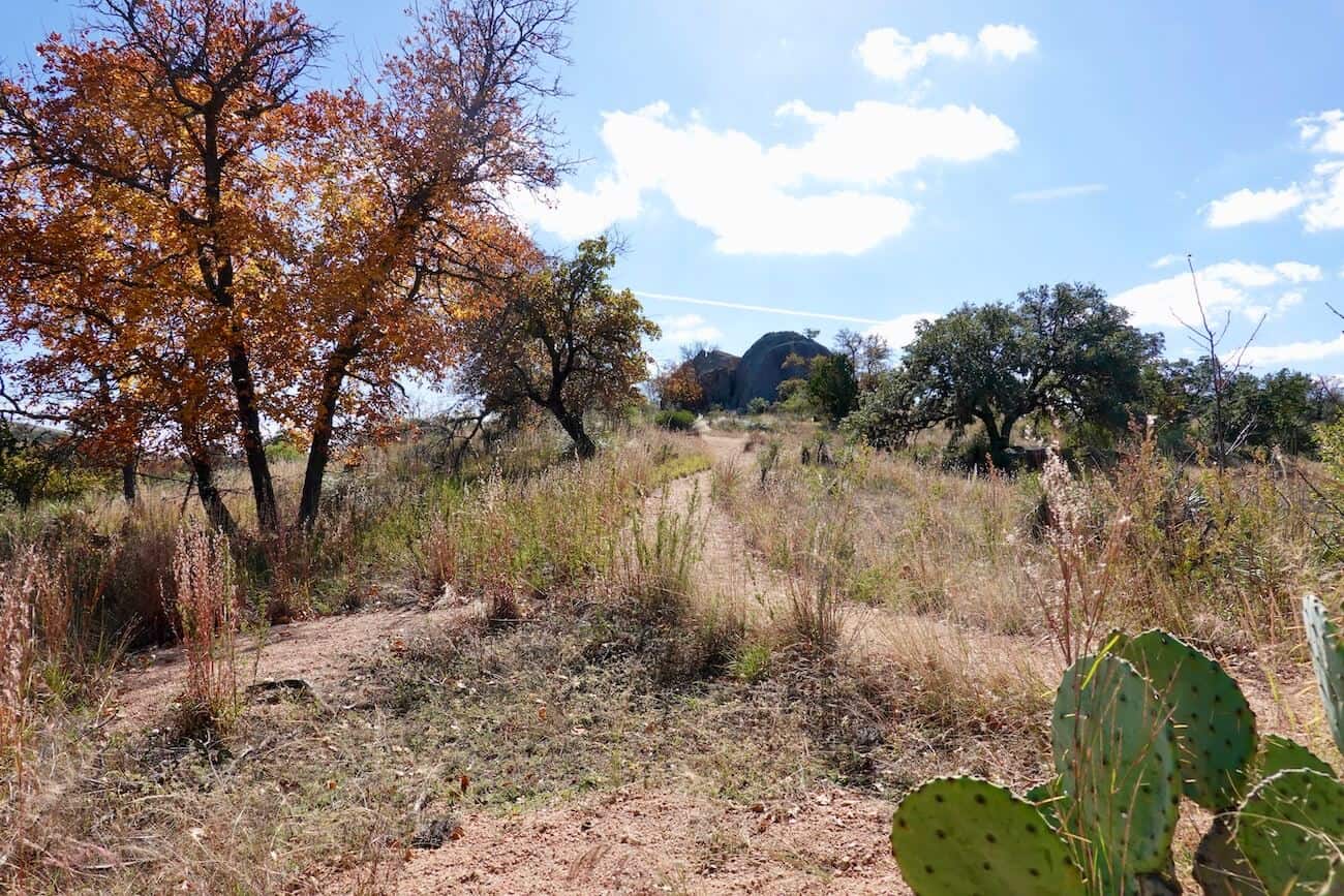 A view of the vegetation (trees, cactus, smaller plants) at Enchanted Rock.