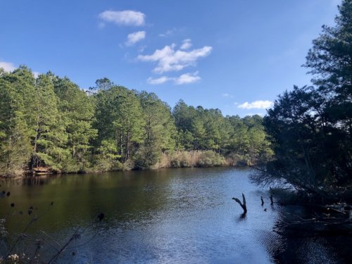 Fresh Pond Trail: A Nature Oasis in Southern Delaware - Travel with Lolly