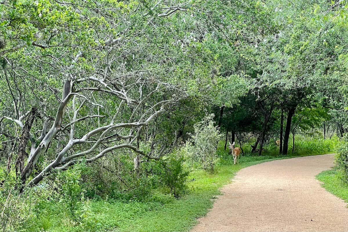 A deer stands along a wooded trail in Hardberger Park.