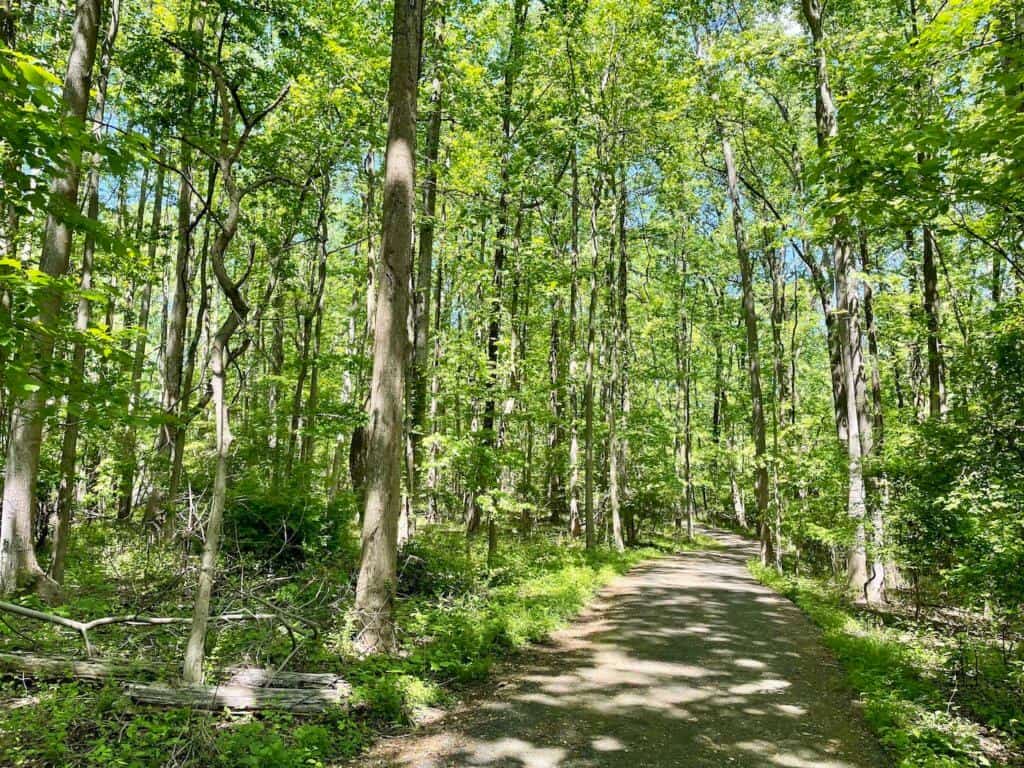 A flat, paved path leads walkers through a wooded park.