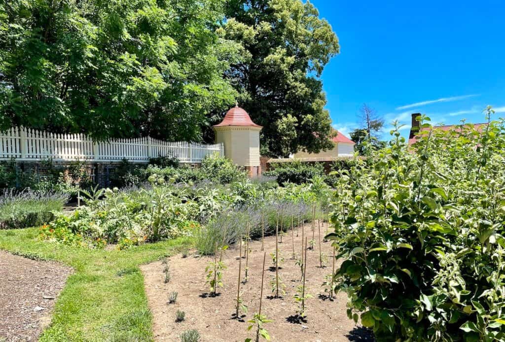 Plants grow in a fenced in garden.