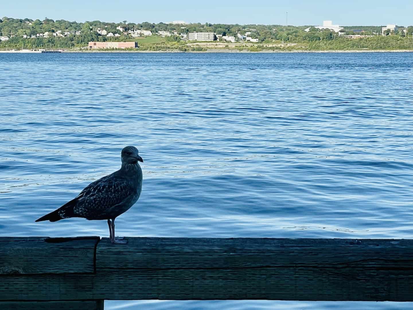 A bird stands on a ledge along the Halifax harbor.